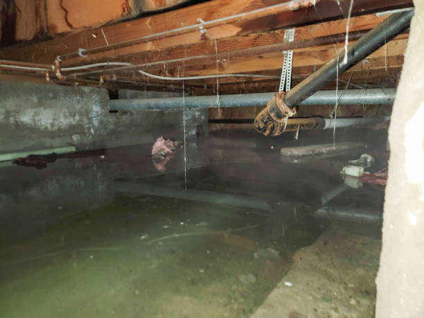 Best Basement water damage restoration  in Valenti, NE